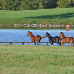 3 Thoroughbred Horses